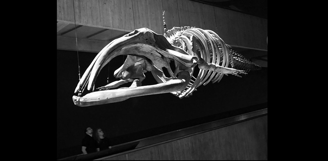 PDRD6049 Cropped bw